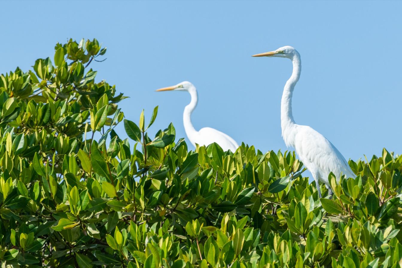 proteger patrimoine naturel culturel Saloum
